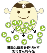 酵母は酵素を作り出すお母さん的存在